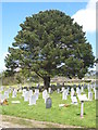 Tree in Devoran churchyard