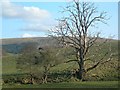 NS2602 : Tree By The Burn by Mary and Angus Hogg