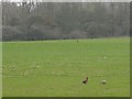 Cock and hen pheasants in field by Coed Llywelyn woodland