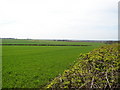 Green Fields Off Mere Balk Lane