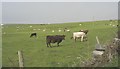 Cattle and sheep on Cwningar Trefri