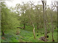 Woodland and meadows near Kitlands Farm