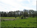 Farmland near Terwick Mill