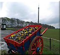 A cart of pansies outside Thorncliffe Farm Shop