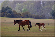 SU3009 : Pony and foal, New Forest golf club, Lyndhurst by Jim Champion