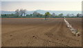 Recently seeded field near Ditcheat