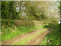 Track beside a wood