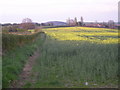 Footpath past Oilseed Rape