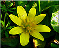 Lesser Celandine near Bangor