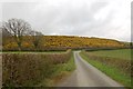 Field of Gorse near Cefn Hilin