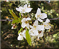 Blossom on tree in wooded area, Lonsdale Drive, Enfield