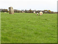 Grazing near Tremorna Farm