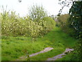 Orchard on Forge Lane