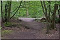 Footpath, Thorndon Country Park