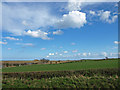 Looking over field to the salt marches and dunes, near Alnmouth