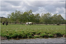 SZ1595 : Horses on Coward's Marsh by Barry Deakin