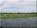 River Avon at Burton