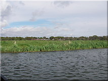 SZ1594 : River Avon at Burton by Barry Deakin