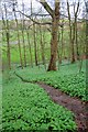 Ramsons, Maiden Castle