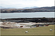 NR3591 : Cattle and sheep above Traigh nam Barc by David Hoult