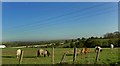 Ponies grazing with the M18 motorway almost in the field