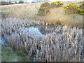 NZ2050 : Reed fringed pond by brian clark