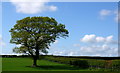 Oak Tree, Frome Whitfield