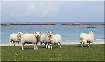 NM0548 : Sheep at Vaul Bay by F Leask