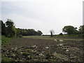 Field adjacent to Mant Cottage