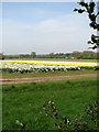 Daffodil field