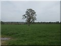 Footpath to the River Tern