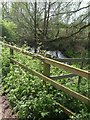 River Tern downstream of Willoughbridge