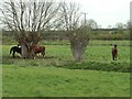 Horses near Littleypark Farm