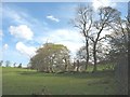 Trees marking a field boundary