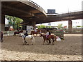 Riding lessons under Westway