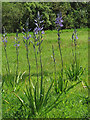 Wild hyacinths (Camassia)