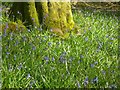 Bluebell Woods