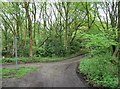 SU5469 : Byway on Bucklebury Common by Mr Ignavy