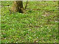 Carpet of wood sorrel in Dicksmoss Wood