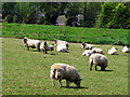 Sheep off the Ballycoan Road [2]