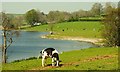 At pasture, Loughbrickland