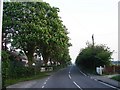 Horse Chestnuts on Wakering Road