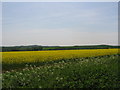 Field of Rapeseed