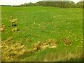 Old farm implements seen in a field