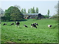 Cattle grazing