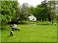 Penton Mewsey - Sheep By The Pond