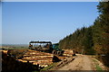 Flatt forest tree harvesting