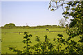 Horse grazing at Slopers Pond Farm Stagg Hill, Hertfordshire