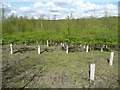 SE2615 : Hawthorns in New Hall Wood plantation, Midgley, Sitlington by Humphrey Bolton