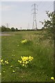 Cowslips and powerlines